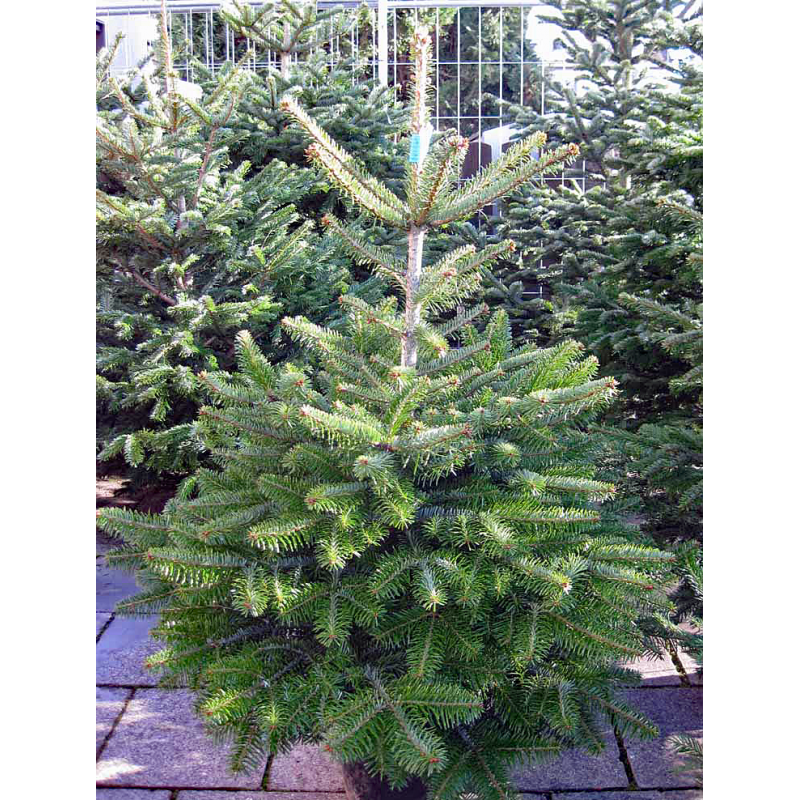 weihnachtsbaum im topf k nstlicher weihnachtsbaum im topf weihnachtsbaum im topf k nstlicher weihnachtsbaum im topf