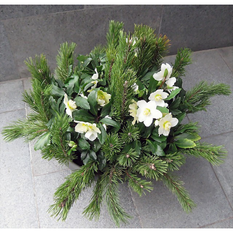 Pflanzschale mit Christrosen