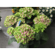 XXL Hortensie grün rosa