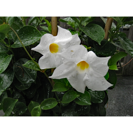 XXL Dipladenia weiss