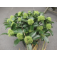 XXL Skimmia grün blühend