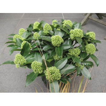 XXL Skimmia grün blühend