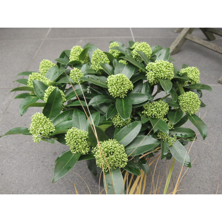 XXL Skimmia grün blühend