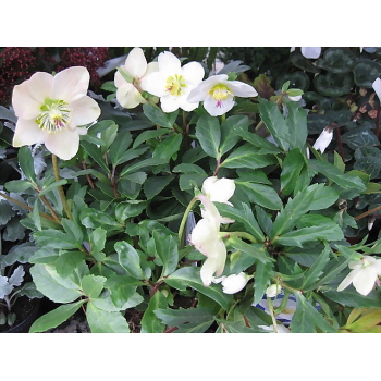 Christrose