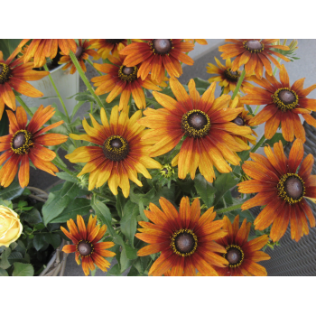 XXL Rudbeckia - Sonnenhut orange