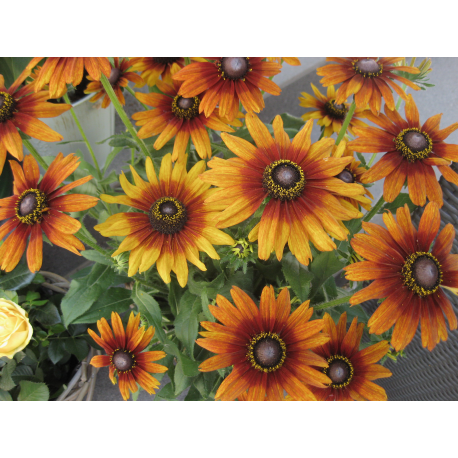 XXL Rudbeckia - Sonnenhut orange