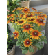 XXL Rudbeckia - Sonnenhut orange