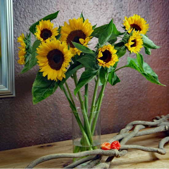XXL Sonnenblumen pur