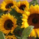 XXL Sonnenblumen pur