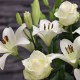 White Roses & White Lilien