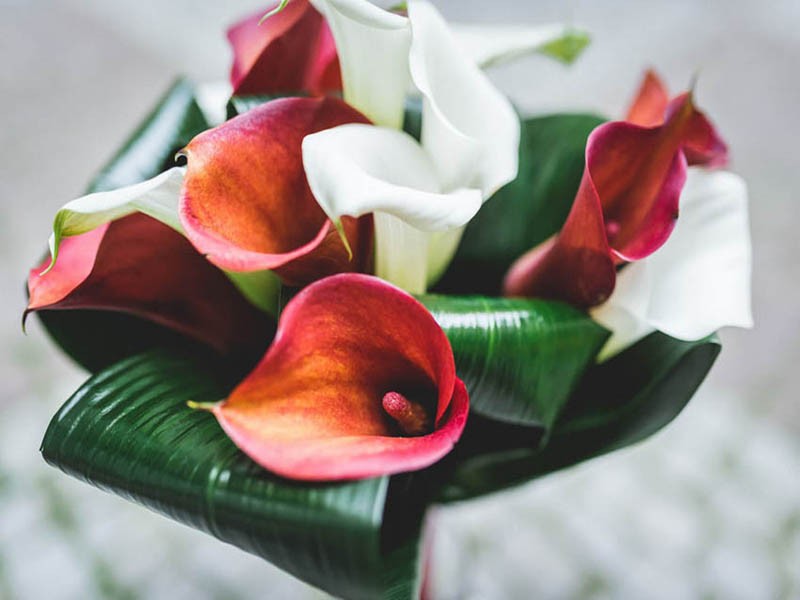 Red & White Calla